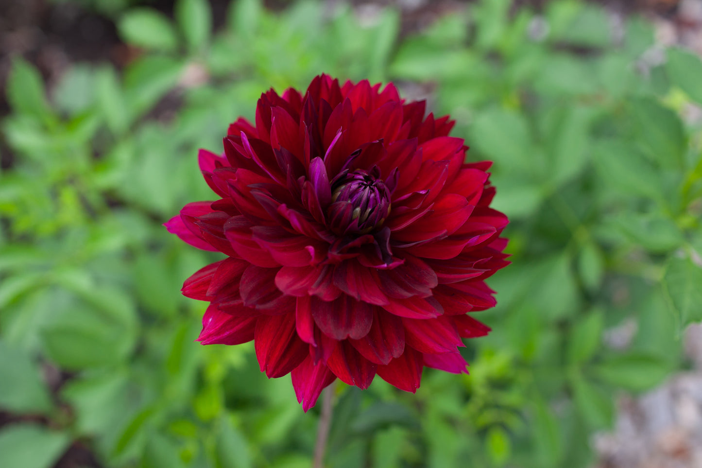 Hollyhill Black Widow