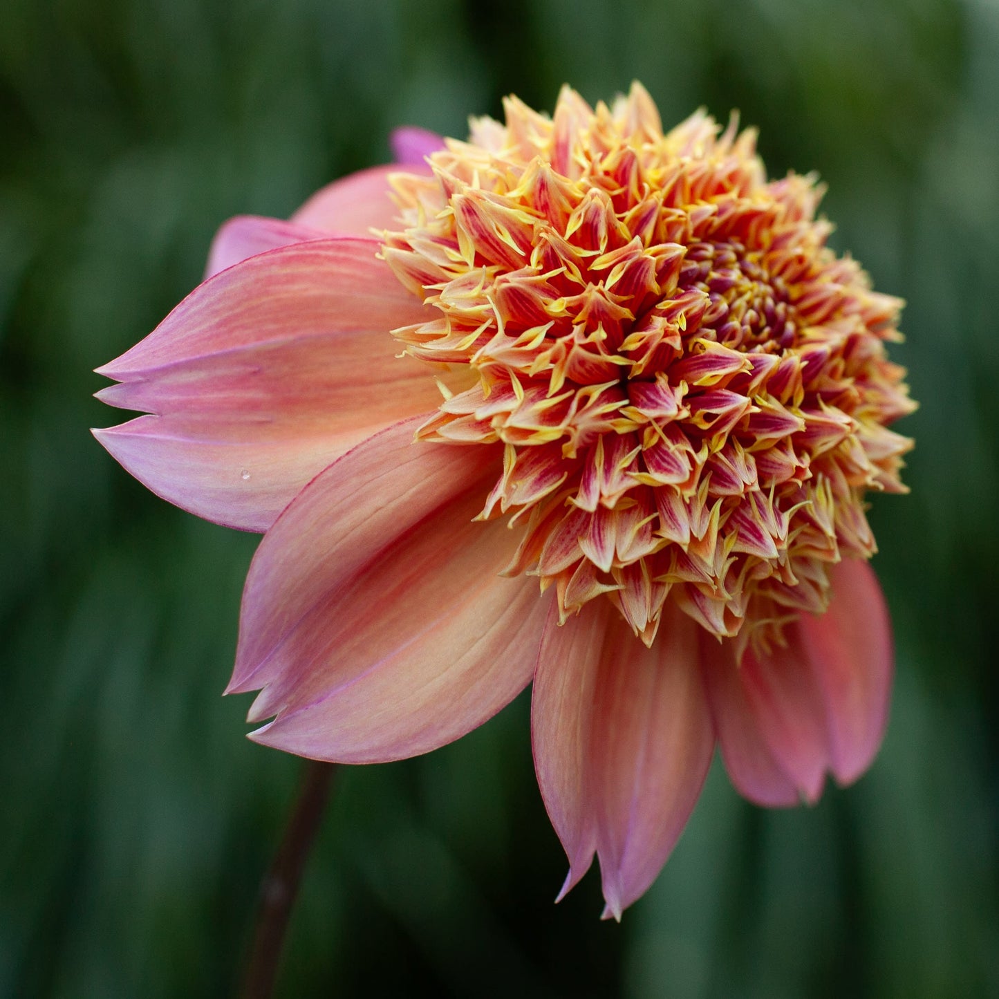 Sandia Brocade