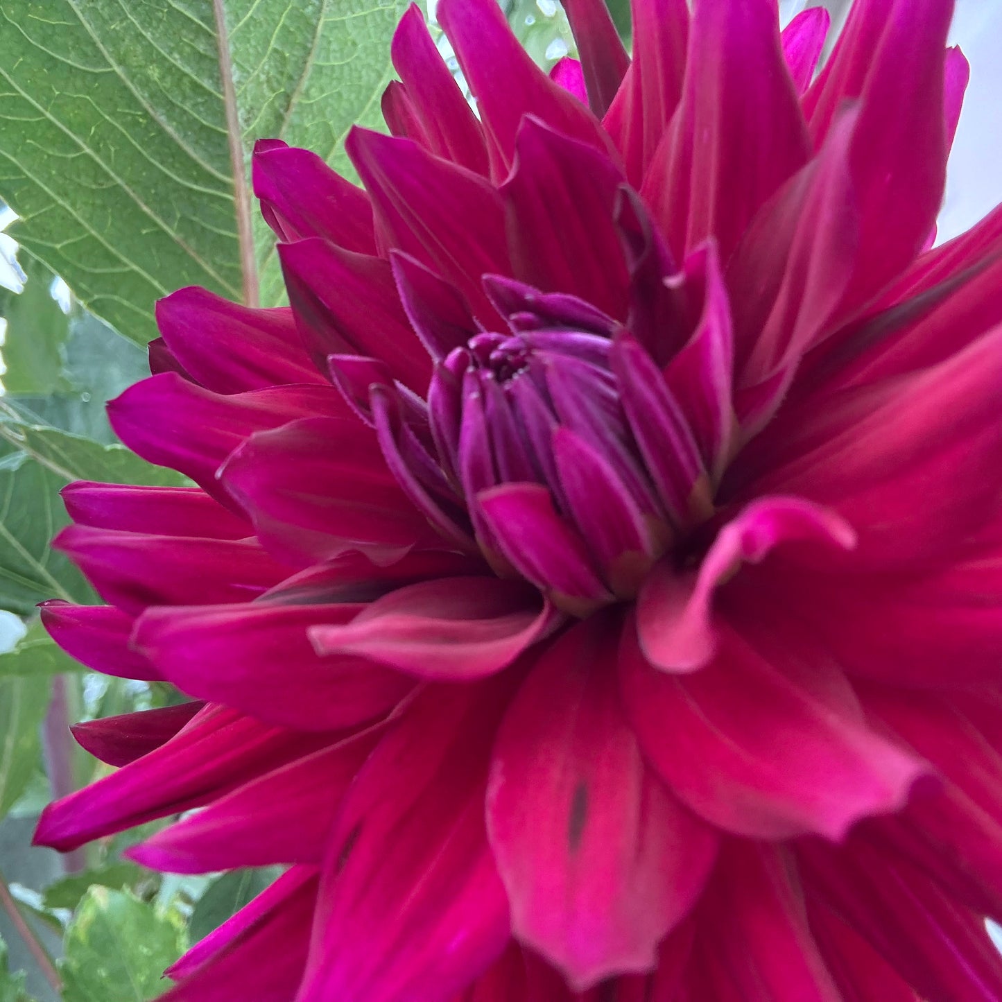 Hollyhill Black Beauty