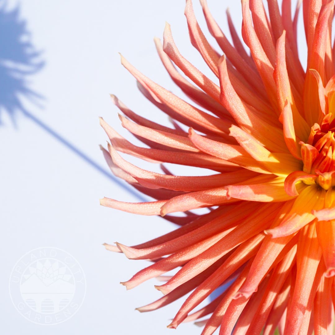 Hollyhill Peachy Keen