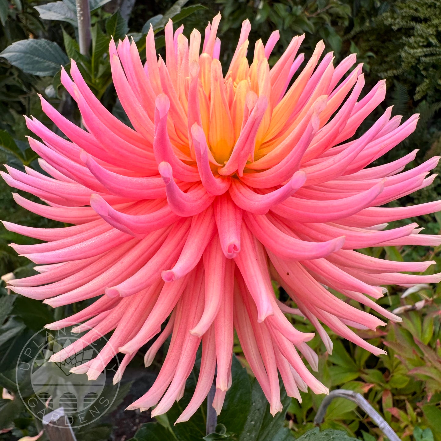 Hollyhill Peachy Keen