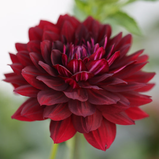 Hollyhill Black Widow