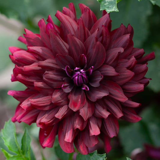 Hollyhill Black Beauty