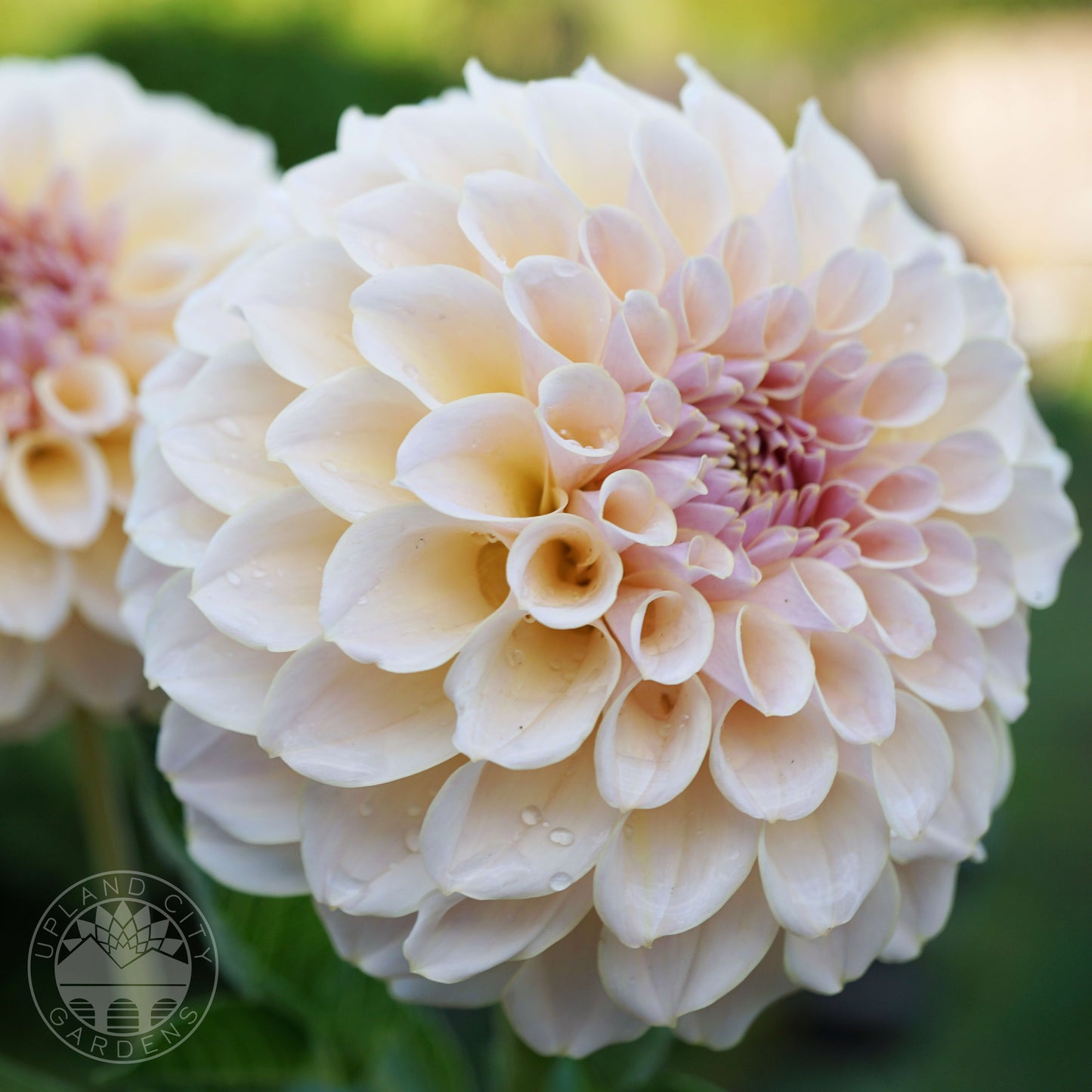 KA's® Cinder Rose