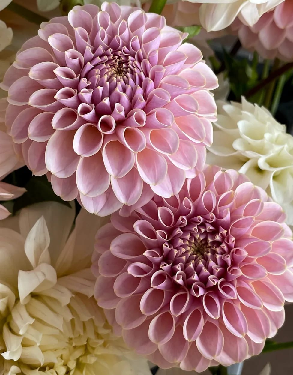 KA's® Cinder Rose
