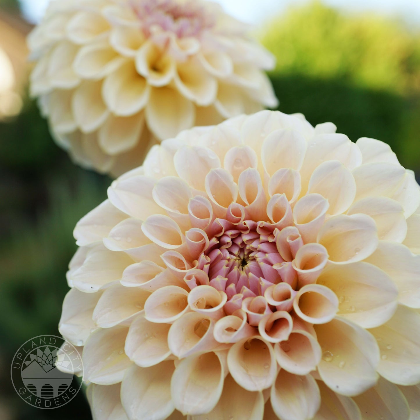 KA's® Cinder Rose