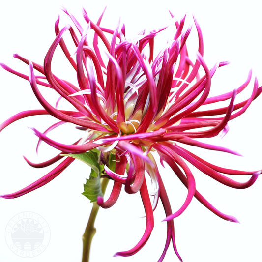 Hollyhill Spiderwoman