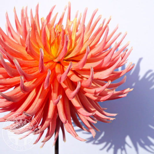 Hollyhill Peachy Keen